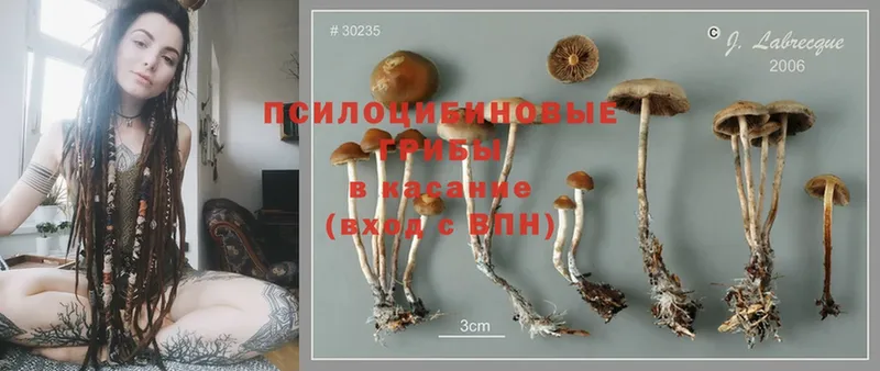 Псилоцибиновые грибы Magic Shrooms  OMG онион  Тюмень 